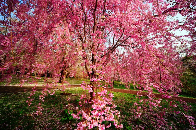1340_芦野公園_青森