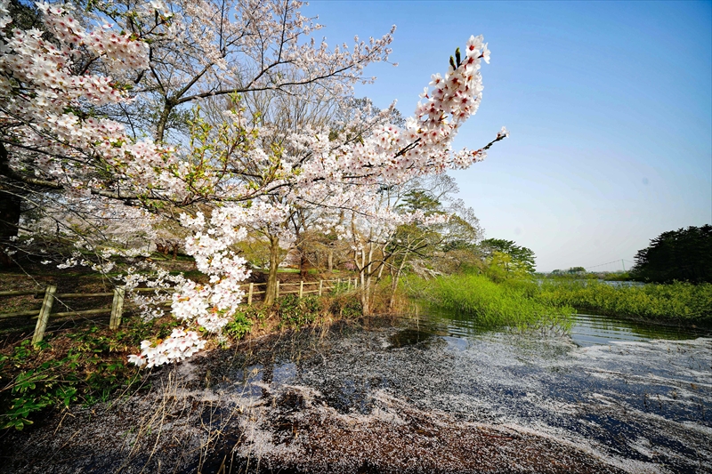 1341_芦野公園_青森
