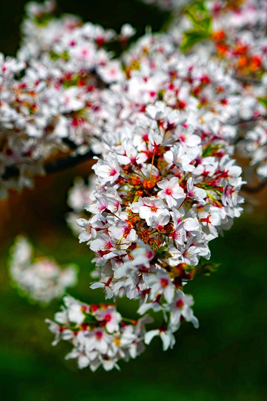 1344_芦野公園_青森