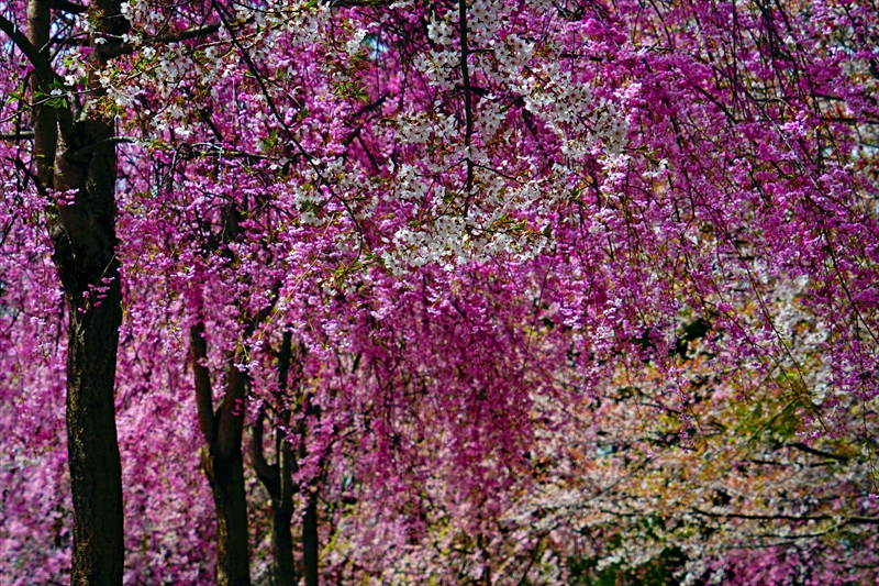 1347_芦野公園_青森