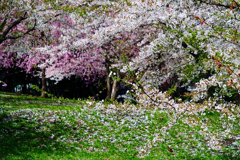 1353_芦野公園_青森
