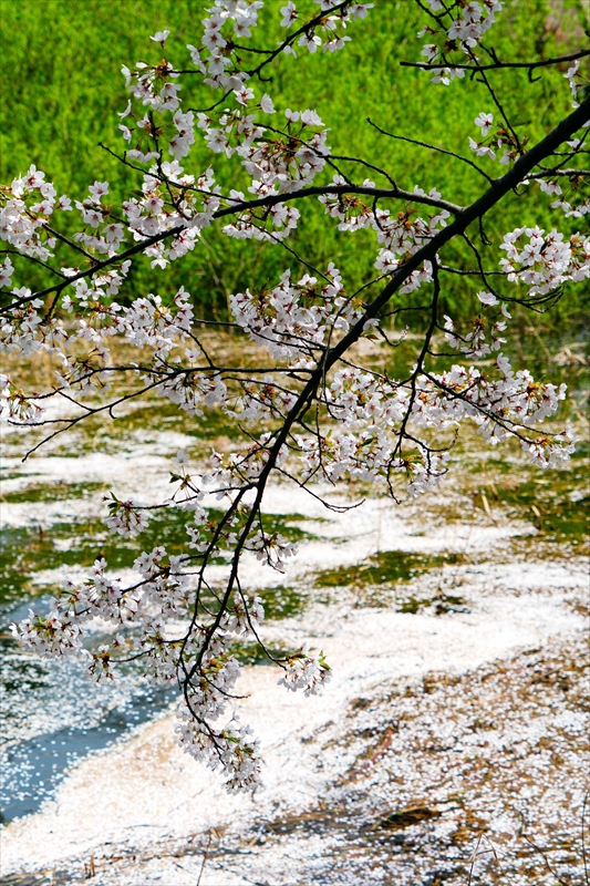 1354_芦野公園_青森