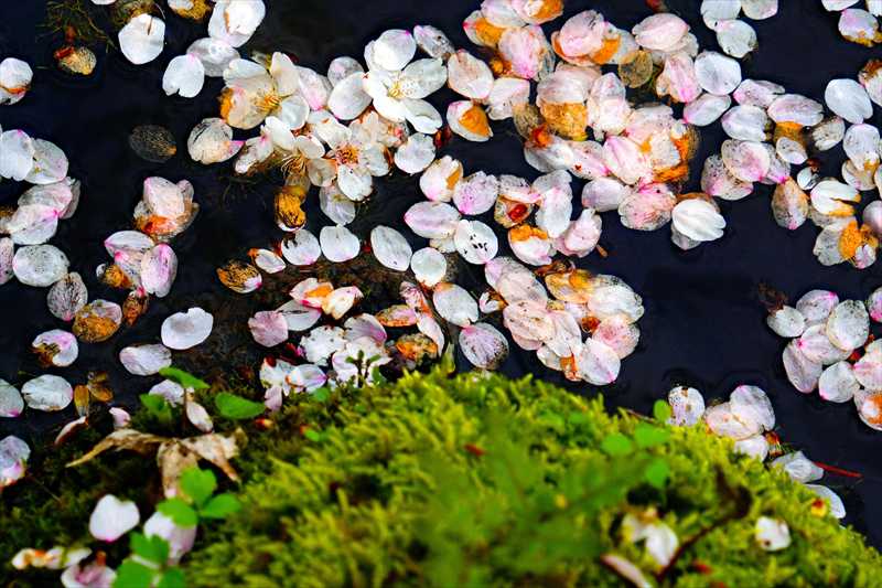 1356_芦野公園_青森