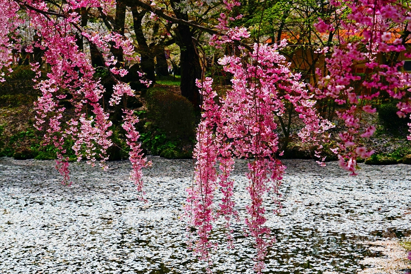 1357_芦野公園_青森