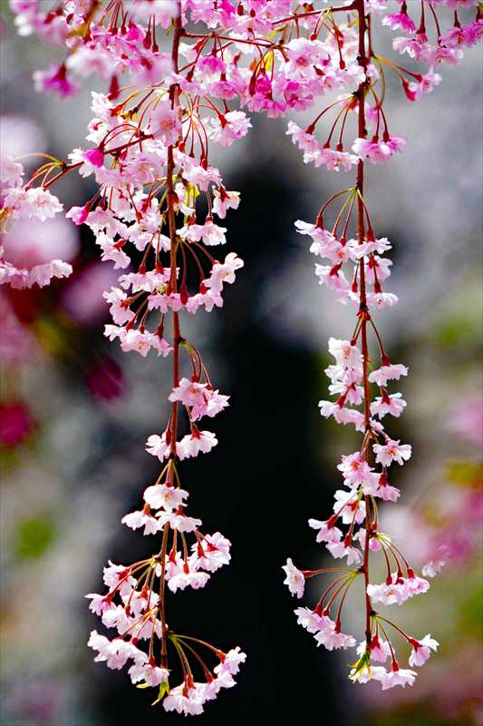 1358_芦野公園_青森