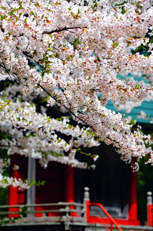 1360_芦野公園_青森