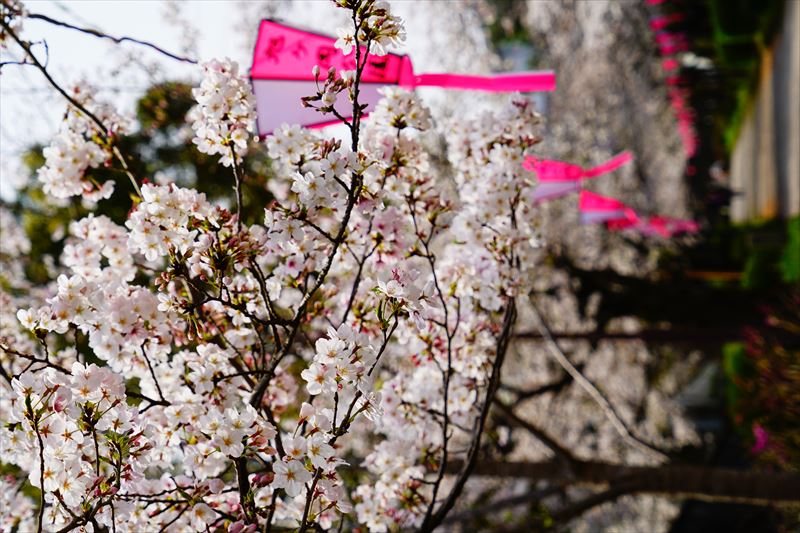 1054_鹿島市旭ヶ岡公園_佐賀