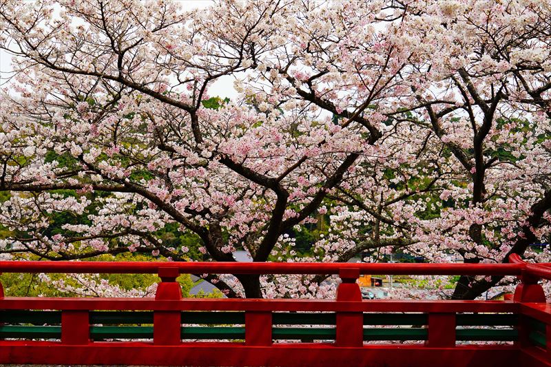1043_祐徳稲荷神社_佐賀