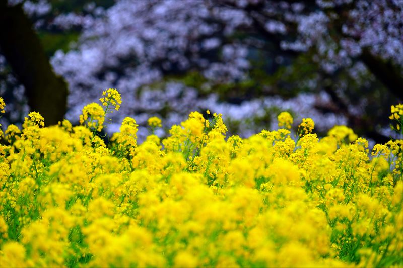 1045_祐徳稲荷神社_佐賀