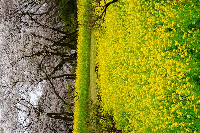 1047_祐徳稲荷神社_佐賀