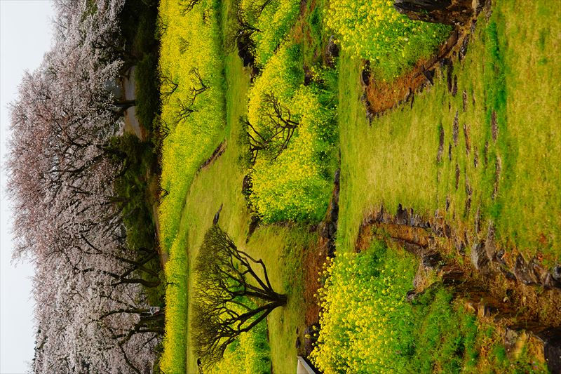 1048_祐徳稲荷神社_佐賀