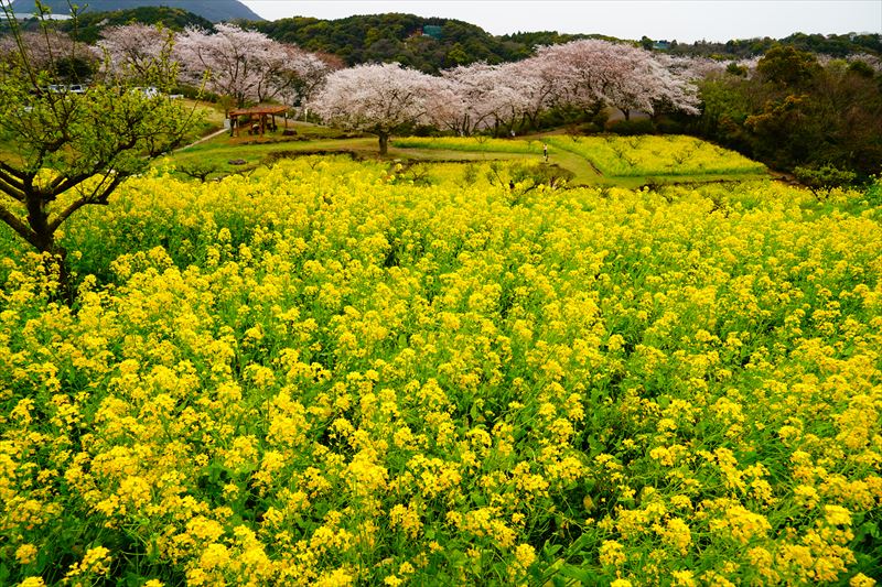 1049_祐徳稲荷神社_佐賀