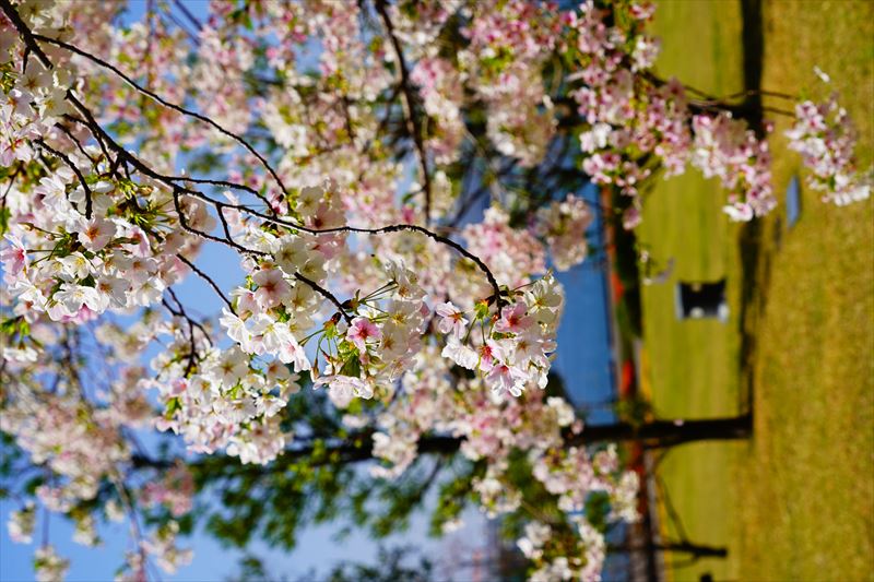 1014_長崎県庁おのうえの公園_長崎