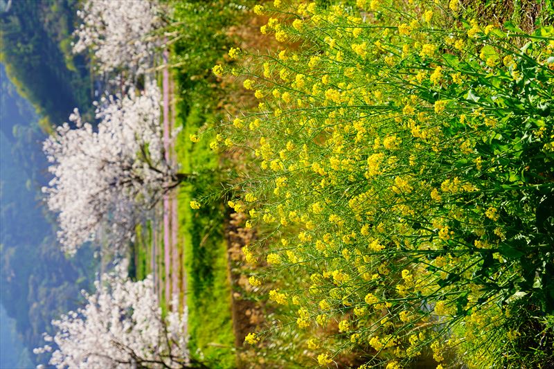 1033_県道207号線多良見町舟津_長崎