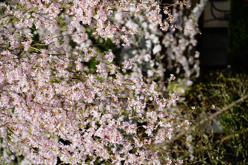 1112_8_成田山公園_千葉