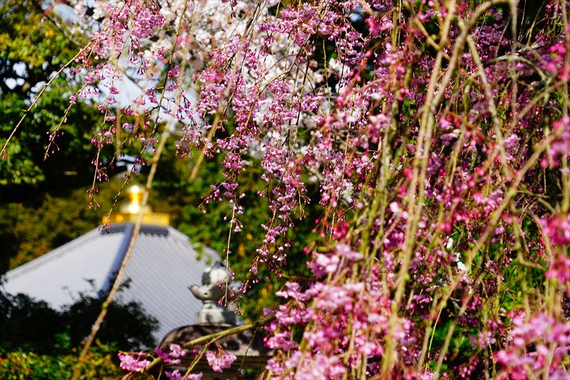 1118_8_成田山公園_千葉