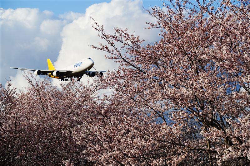 1011_成田市さくらの山_千葉