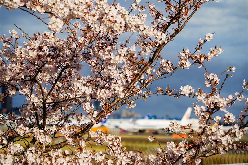 1015_成田市さくらの山_千葉