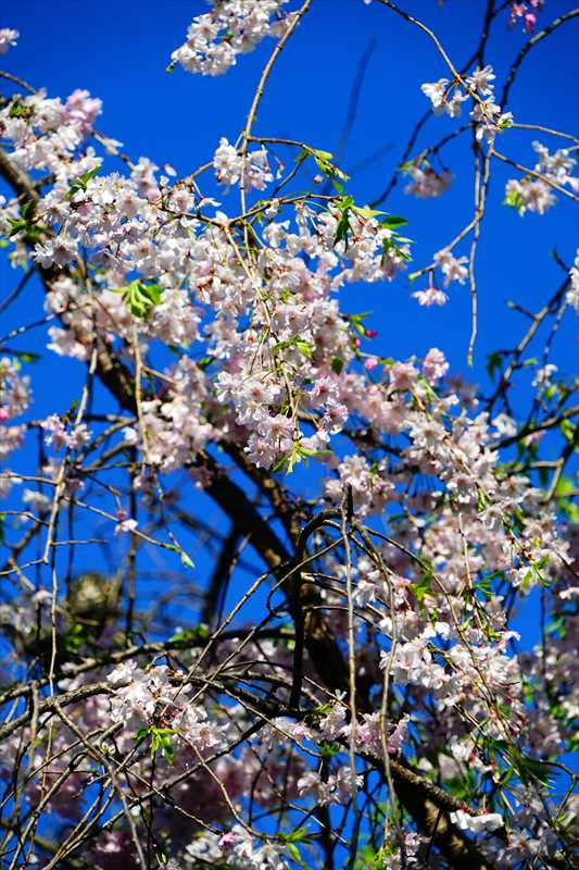 1076_日本のさくら（素材）_日本