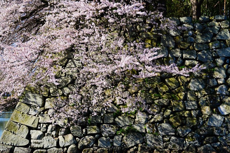 1056_8_彦根城_滋賀