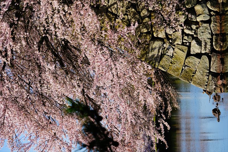 1057_8_彦根城_滋賀