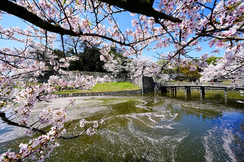 1065_8_彦根城_滋賀