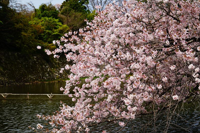 1066_8_彦根城_滋賀