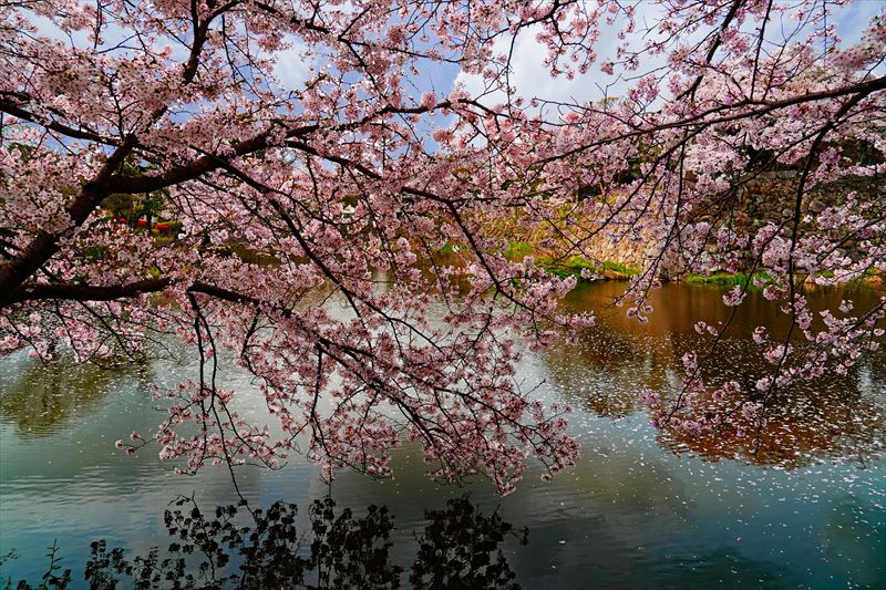 1068_8_彦根城_滋賀