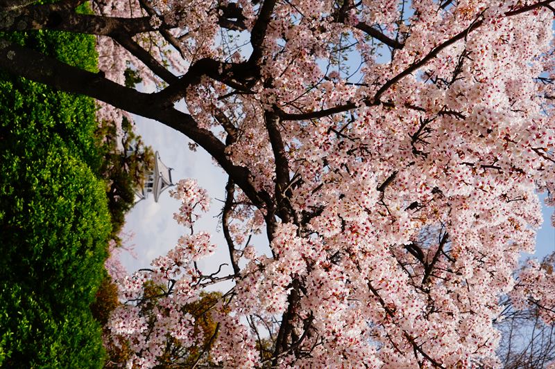 1075_6_豊公園長浜城_滋賀