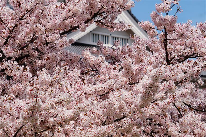 1079_6_豊公園長浜城_滋賀