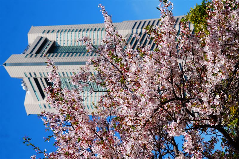 1144_なとみらい_神奈川