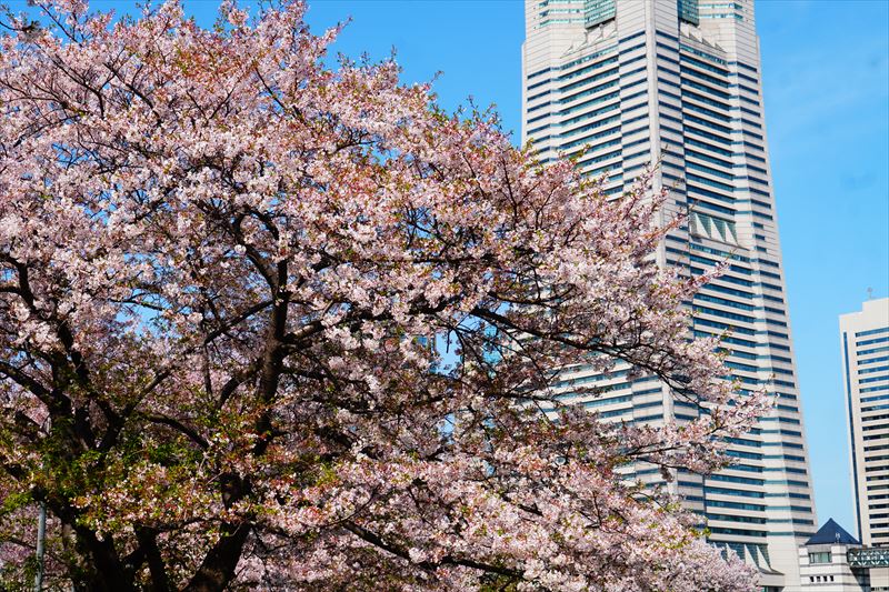 1146_なとみらい_神奈川