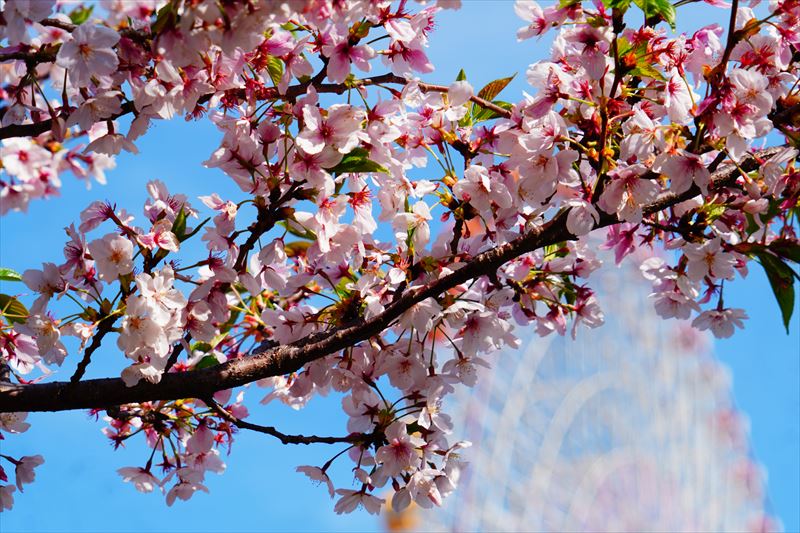 1147_なとみらい_神奈川