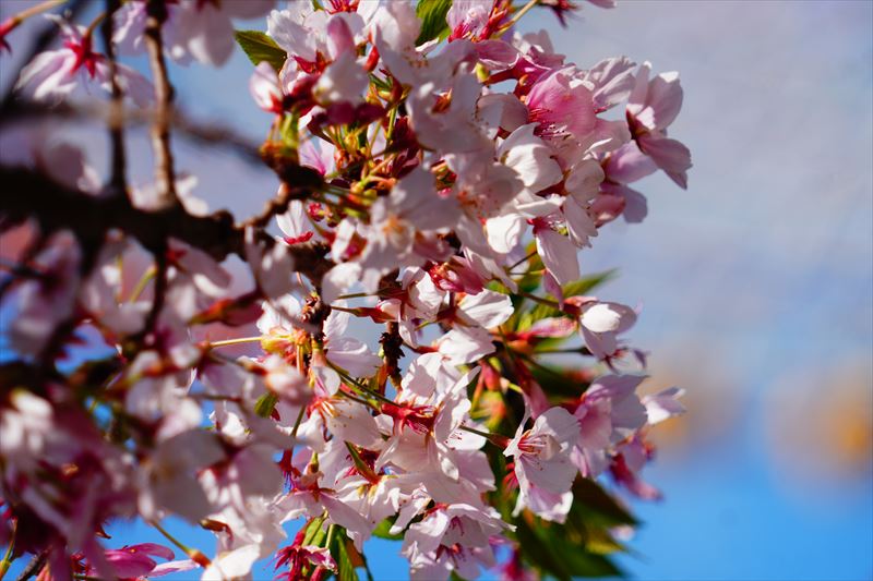 1148_なとみらい_神奈川