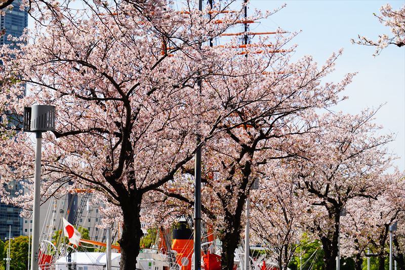 1151_なとみらい_神奈川