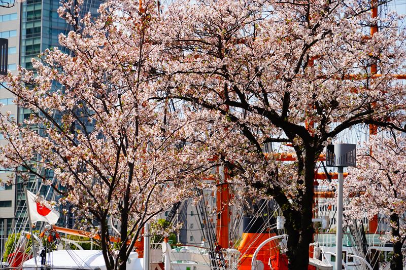 1152_なとみらい_神奈川