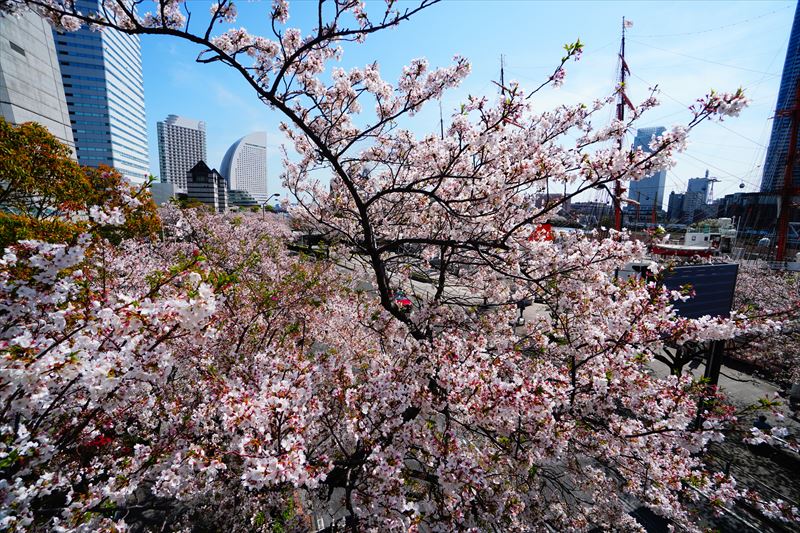 1153_なとみらい_神奈川