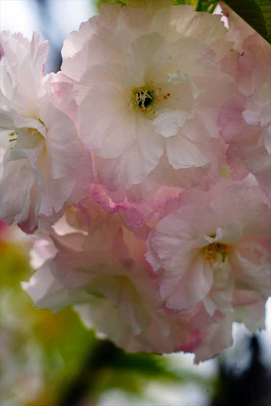 1077_日本のさくら（素材）_日本