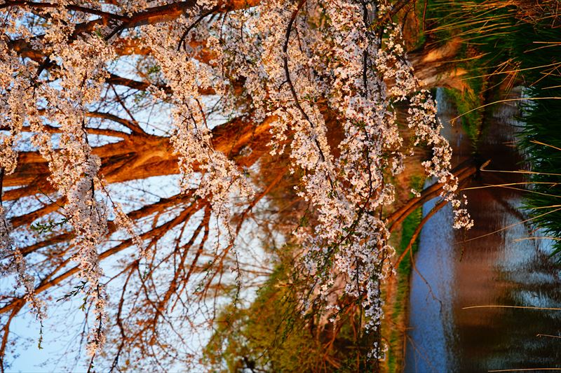 1171_浪岡湿生花園_青森