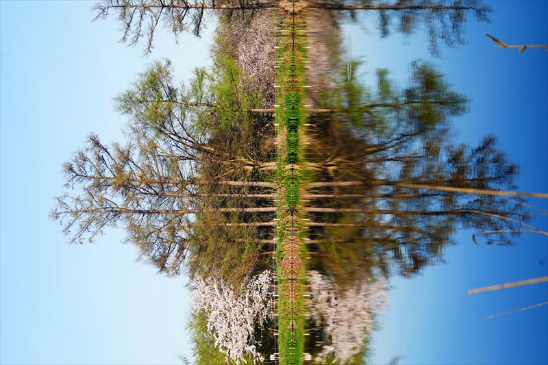 1178_浪岡湿生花園_青森