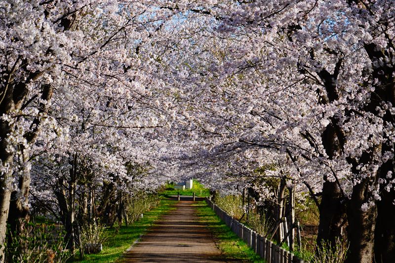 1179_浪岡湿生花園_青森