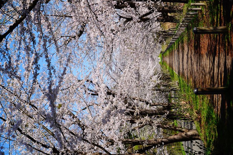 1182_浪岡湿生花園_青森