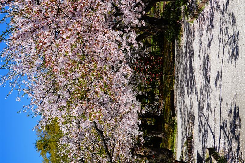 1046_猿賀公園_青森