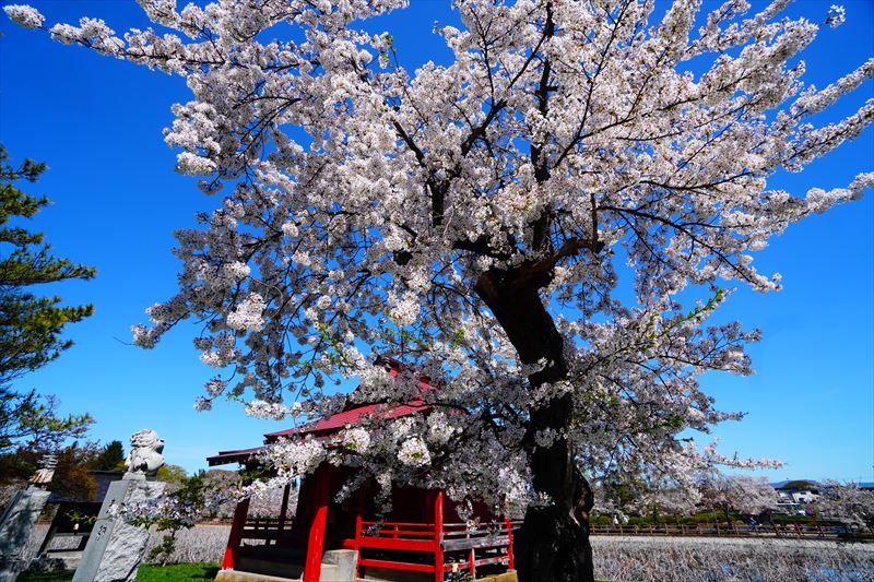 1164_9_猿賀公園_青森