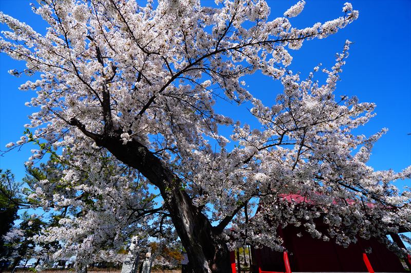 1051_猿賀公園_青森