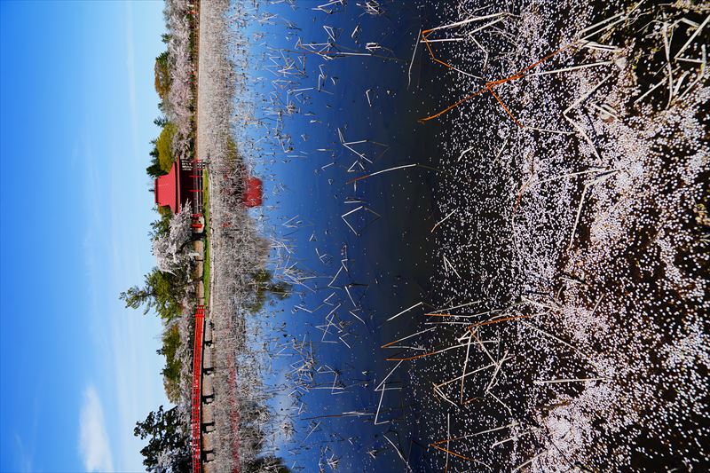 1052_猿賀公園_青森