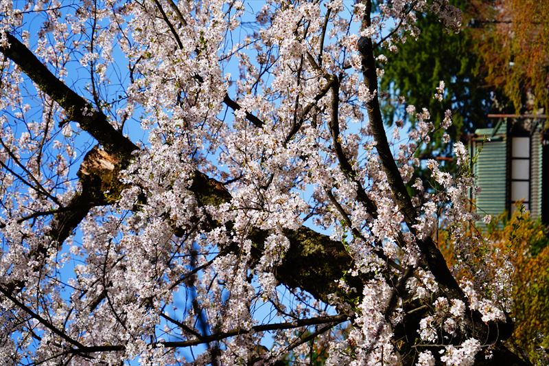 1171_弘前公園_青森