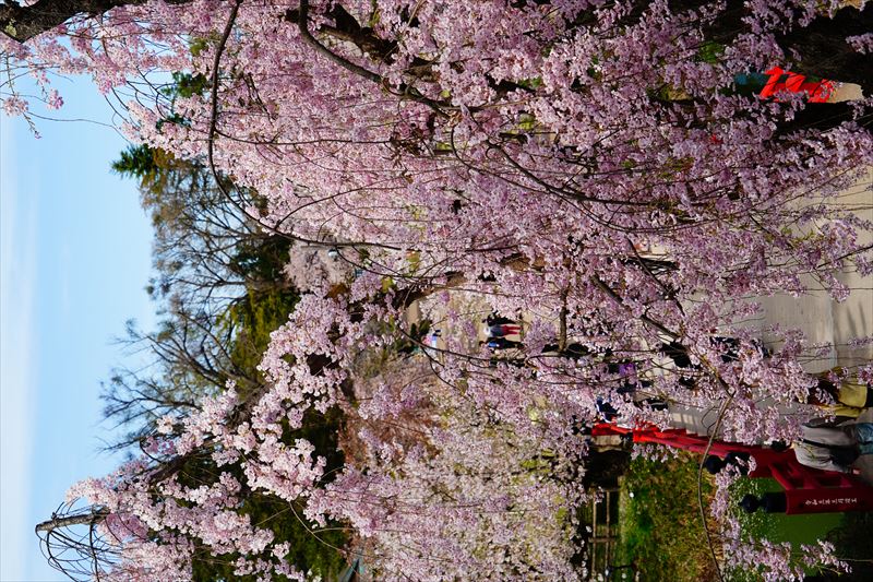 1174_弘前公園_青森