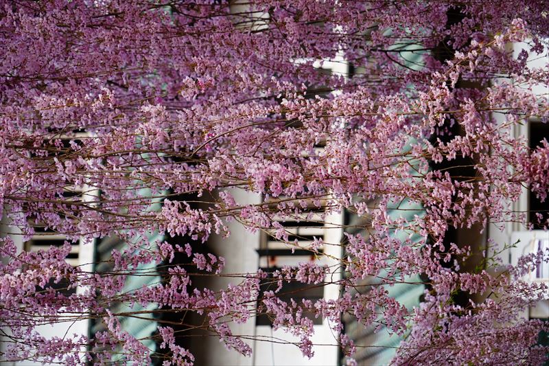 1176_弘前公園_青森