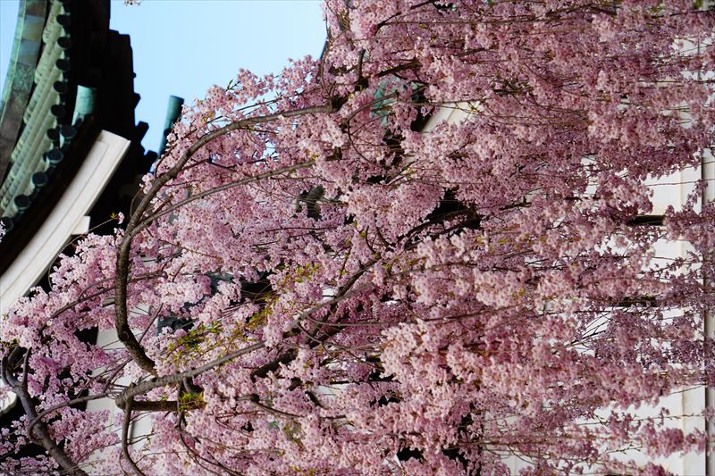 1178_弘前公園_青森